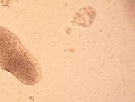 Los seres vivos que podrían sobrevivir a una guerra nuclear