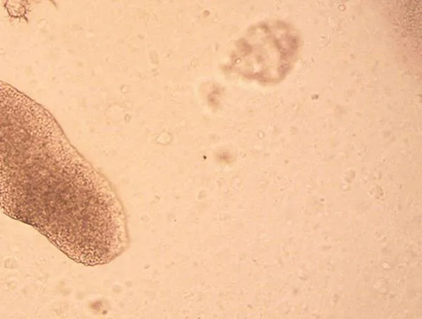 Los seres vivos que podrían sobrevivir a una guerra nuclear