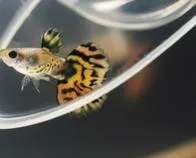 Este es el impacto de los microplásticos en peces: una alerta sobre la salud de los océanos