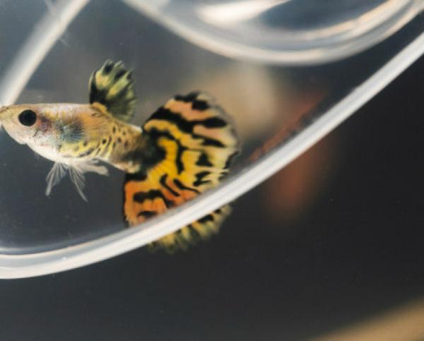 imagen principal home