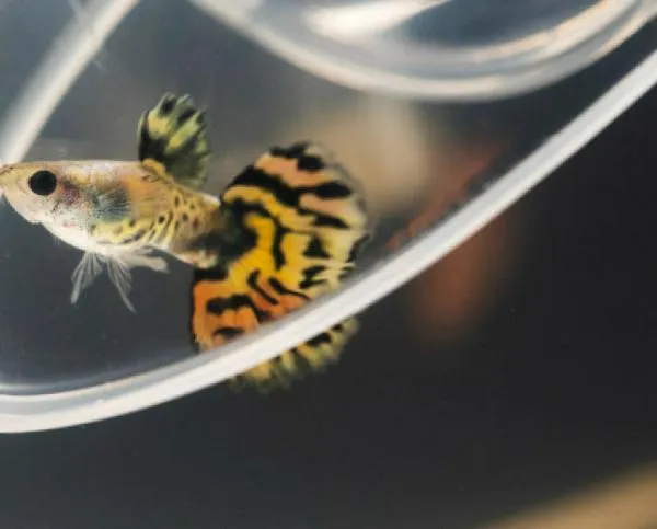 Este es el impacto de los microplásticos en peces: una alerta sobre la salud de los océanos