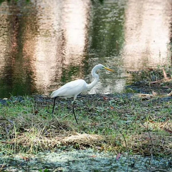 De 116 hectáreas a solo 3: la agonía del humedal María Camila Sur en Valledupar y el plan para salvarlo