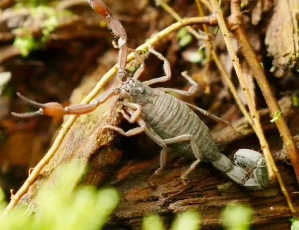 Sec. Ambiente y autoridades nacionales liberaron a 46 animales silvestres 