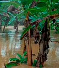 Aguaceros en las últimas horas dejaron a todo el Urabá bajo el agua y a más de 1.500 familias damnificadas