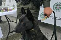 Axel y Ares descubrieron encomiendas con droga para el Centrosur de Caldas