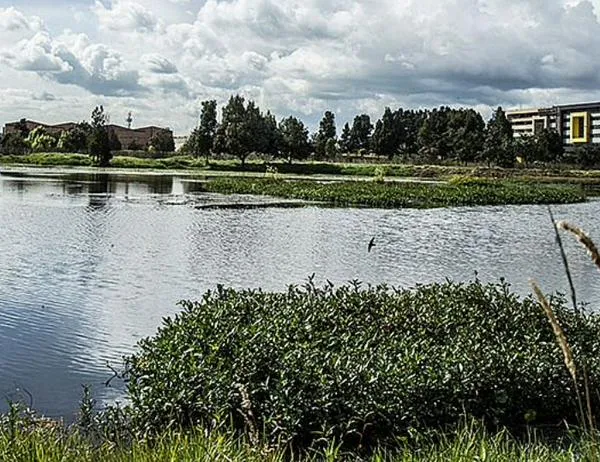 En el Día Mundial de los Humedales: conoce más sobre su importancia en Bogotá 