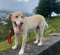 Bomberos de Caldas lloran por el fallecimiento de Toby, el héroe de cuatro patas que ayudó a proteger vidas