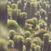 Páramo de Chilí, con transformación acelerada del ecosistema y sin plan de manejo ambiental