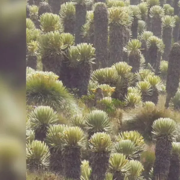 Páramo de Chilí, con transformación acelerada del ecosistema y sin plan de manejo ambiental