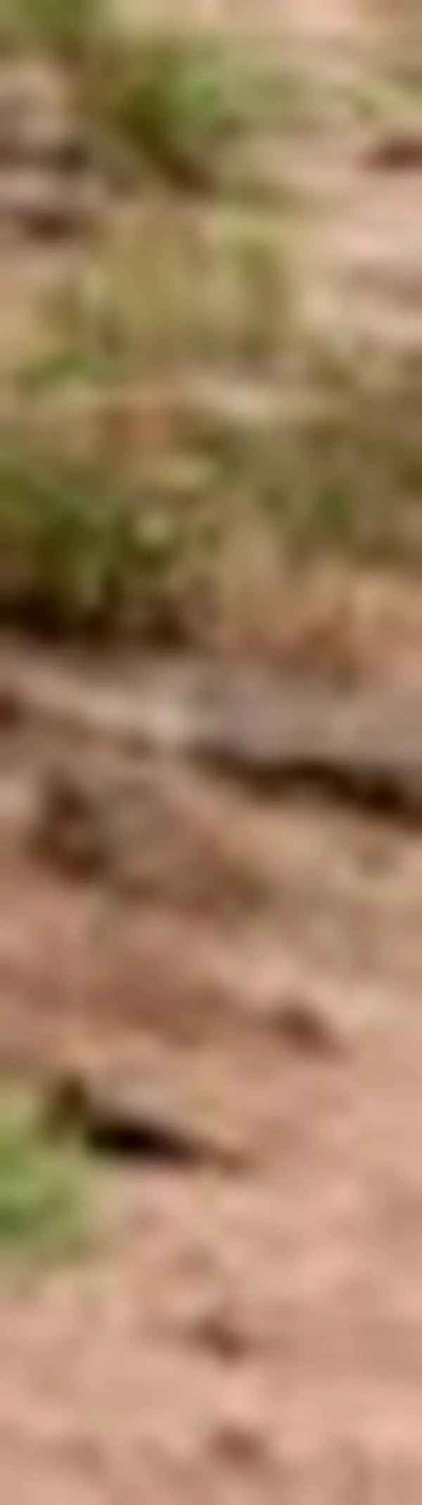 Clan del Golfo suspende diálogo de paz tras compromiso de Petro con Trump