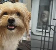 Perrito quedó solo tras la deportación de su dueño; vecinos buscan hacer posible su reencuentro