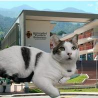 Gato se 'graduó con honores' de universidad en Medellín de facultad de la "siesta y ronroneo"