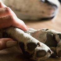 Cuántos días de licencia por fallecimiento de mascota corresponden en Colombia