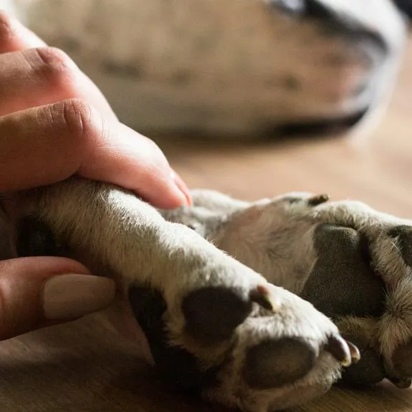 Cuántos días de licencia por fallecimiento de mascota corresponden en Colombia