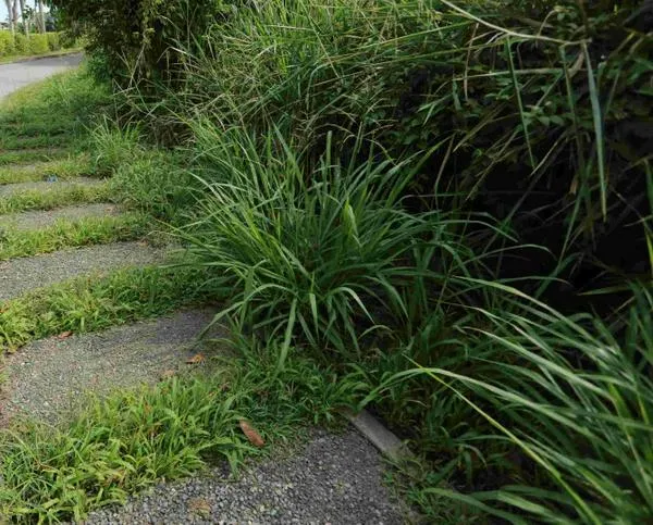 Senderos invadidos por maleza genera quejas en municipio de Caldas