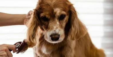 ¿Cuál es la dieta ideal para los animales en su etapa adulta? Esto recomiendan los expertos