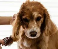 ¿Cuál es la dieta ideal para los animales en su etapa adulta? Esto recomiendan los expertos