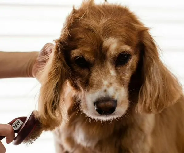 ¿Cuál es la dieta ideal para los animales en su etapa adulta? Esto recomiendan los expertos