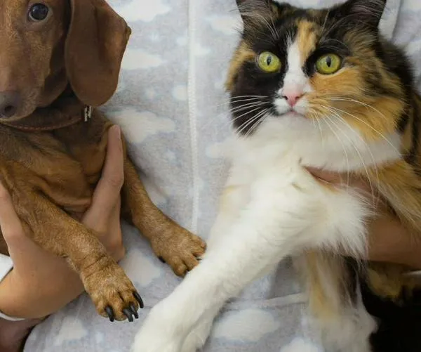 Jornadas de esterilización animal gratuita en Cali: ¿Dónde y cuándo se realizarán?