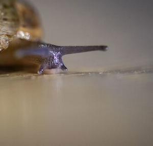 imagen nota inferior