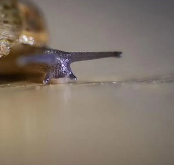 Una especie de caracol que se creía destinada a la extinción, vuelve a prosperar