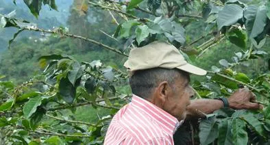 Brecha laboral rural contrasta con Pereira