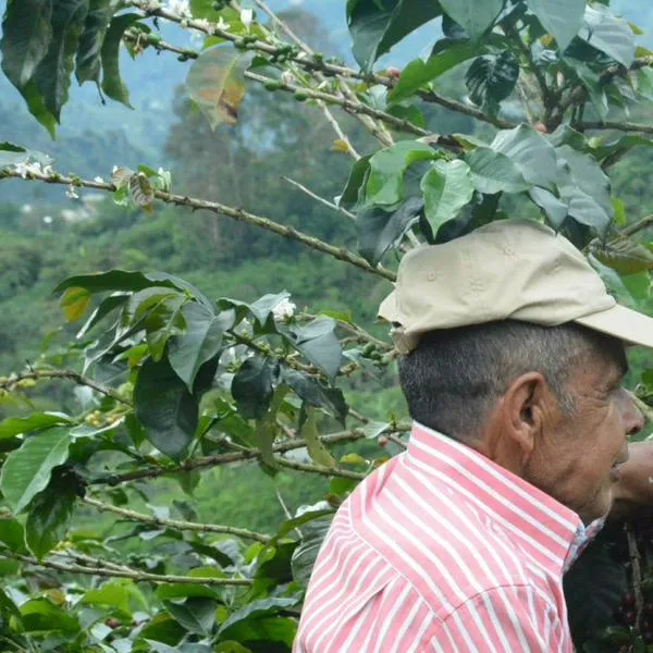 Brecha laboral rural contrasta con Pereira