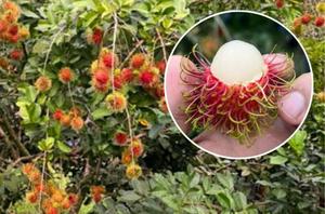 imagen nota inferior