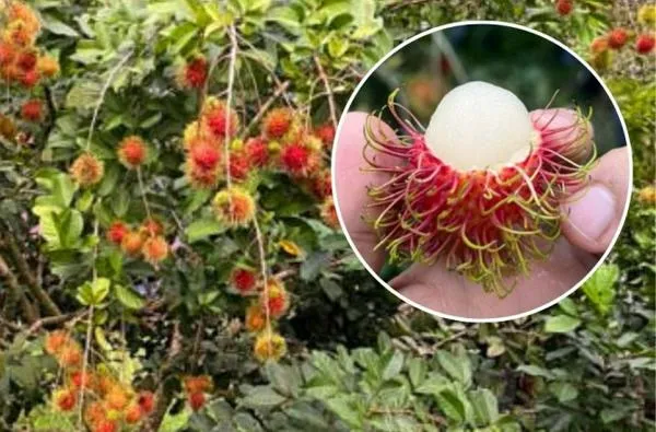 El rambután, fruta exótica de Asia, ya se cosecha en Caldas: hay tres hectáreas en Pensilvania