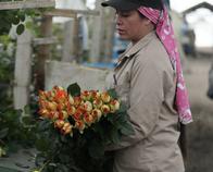 Las manos detrás del amor: las mujeres que hacen florecer a Colombia en San Valentín y el mundo