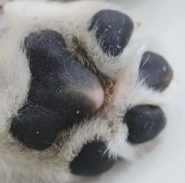 Posible envenenamiento en colegio de Ciudad Bolívar (Bogotá) dejó perros muertos