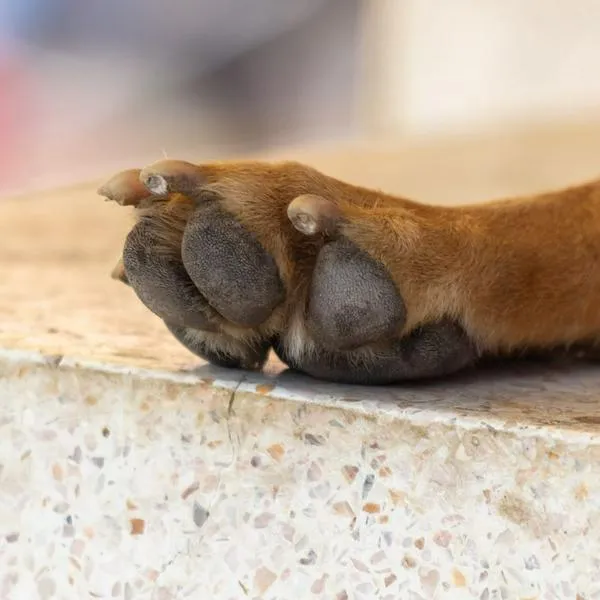 Cómo están perros sobrevivientes a presunto envenenamiento en colegio de Bogotá