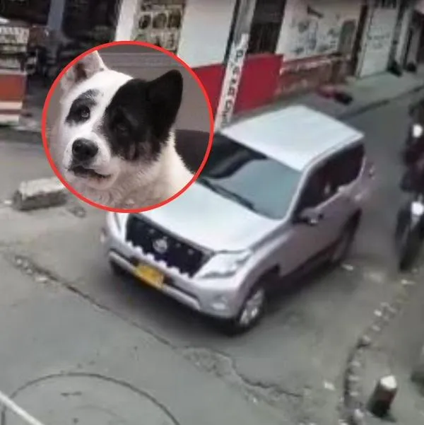 Esta camioneta, adscrita al Ministerio de Educación, mató a una mascota en Bogotá y se dio a la fuga