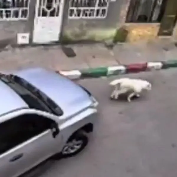 Dueño de perra atropellada por carro de Mineducación reveló dolorosos detalles