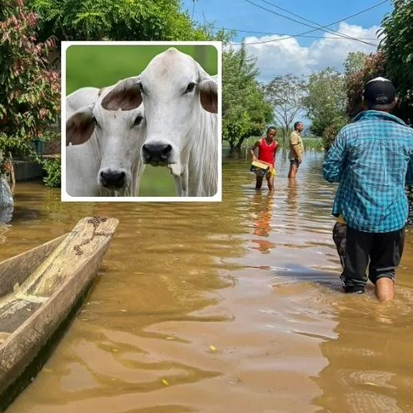 Cómo las inundaciones en Córdoba afectan el ganado y cuántas reses hubo muertas