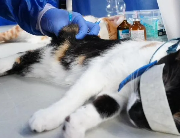 Alcaldía de Bogotá habilita 900 nuevos cupos gratuitos de esterilización para perros y gatos 