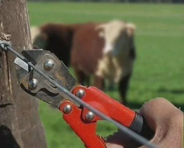 El abigeato o robo de ganado: delito propiciado por el centralismo bogotano y la falta de controles regionales