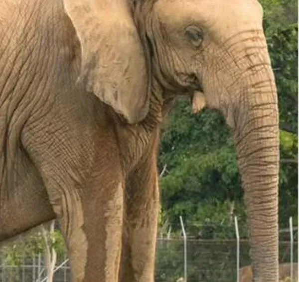 Un hueso encontrado en España podría ser prueba del uso de elefantes en guerras antiguas