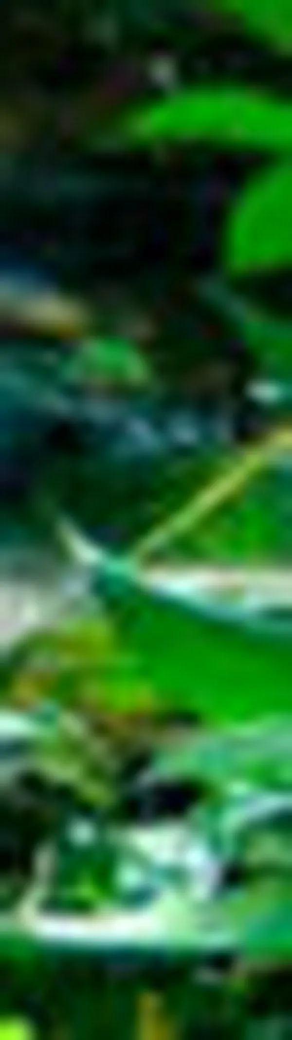 Ocho cámaras trampa revelan la riqueza natural de Bahía Solano