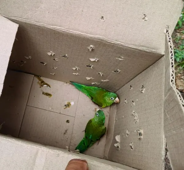 ¡La fauna no se toca!, campaña por la biodiversidad en Caldas: incautaron 2 loros pericos reales