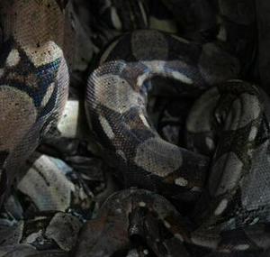 imagen nota inferior