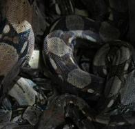 El canibalismo en las serpientes podría ser más común de lo que se pensaba