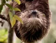 Rescatan perezoso y destapan nuevo caso de tráfico de aves en Sumapaz 