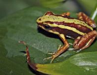 La muerte del opositor ruso Navalny: ¿usó Putin un veneno de ranas suramericanas?