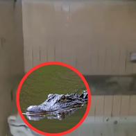 "Le echaban a la gente": dan espantosos detalles de 'Pepe', el cocodrilo que estuvo en el Bronx. Tenía estanque propio. 