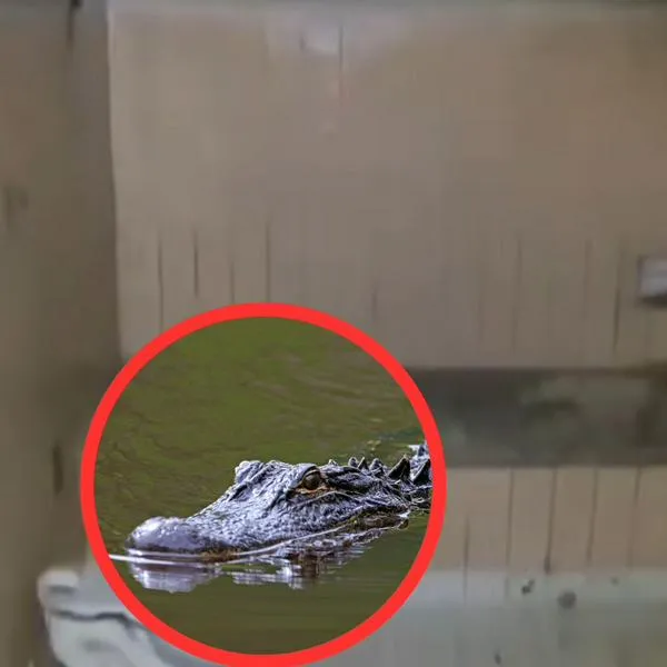 "Le echaban a la gente": dan espantosos detalles de 'Pepe', el cocodrilo que estuvo en el Bronx. Tenía estanque propio. 