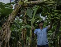 Justicia francesa rechaza demanda de exbananeros nicaragüenses víctimas de pesticidas