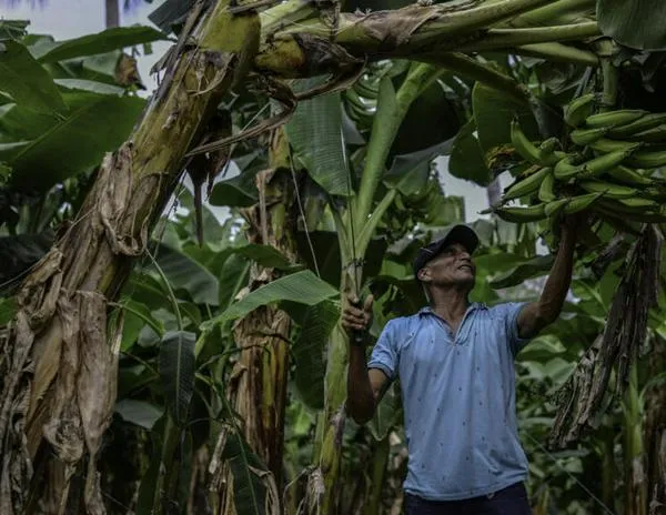 Justicia francesa rechaza demanda de exbananeros nicaragüenses víctimas de pesticidas