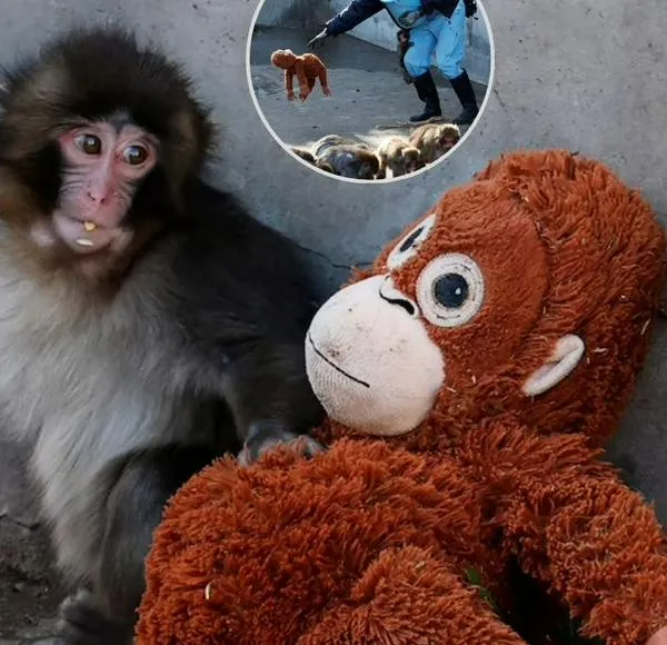 El pequeño Punch: el mono que encontró consuelo en un peluche y enterneció a millones