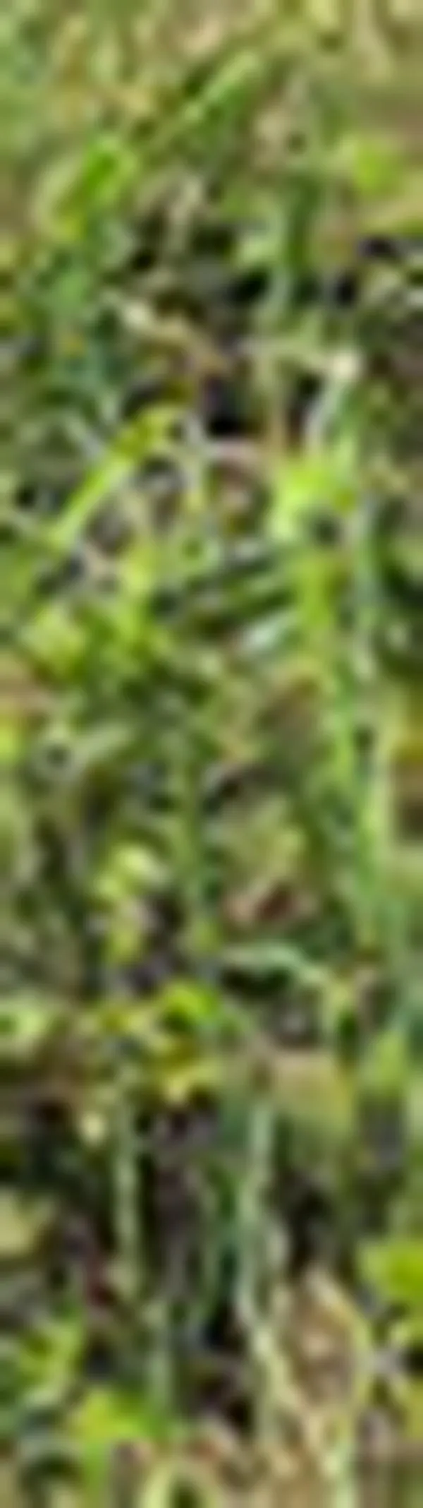 Invasiones, la mafia que amenaza a Cali